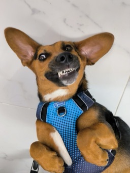 Foto de Max