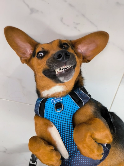 Photo of Max